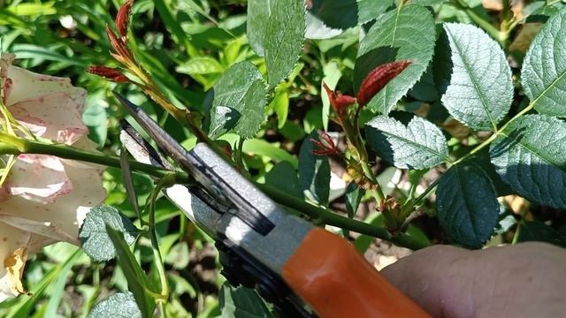 Динская .Понедельник день тяжëлый 😇 смотреть онлайн