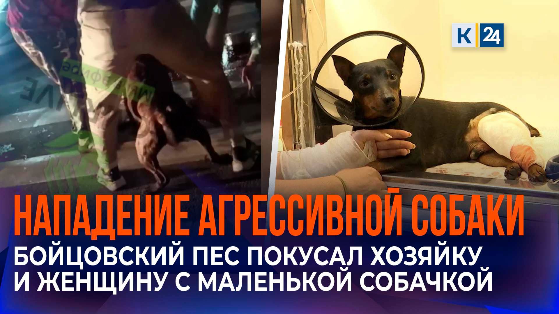 Бойцовский пес напал на женщину с маленькой собачкой в Краснодаре смотреть онлайн