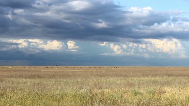 Сайгаки в Алгайской степи!