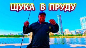 Атака щуки на окунёвую приманку.