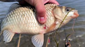 ЖОР КАРАСЯ ЛЕТОМ. ЛОВЛЯ КАРАСЯ НА КОРМУШКИ. РЫБАЛКА