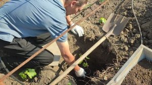 Продажа саженцев винограда в ЛНР.
Весенняя посадка саженцев винограда.