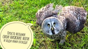 Сыч Лучик против разбазаривания его мышев. Сова Ёль, кажется, решила копать колодец или метро