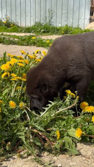 СУРДАН КАРАШ ФИЛОСОВ (🖤СВОБОДЕН🖤)