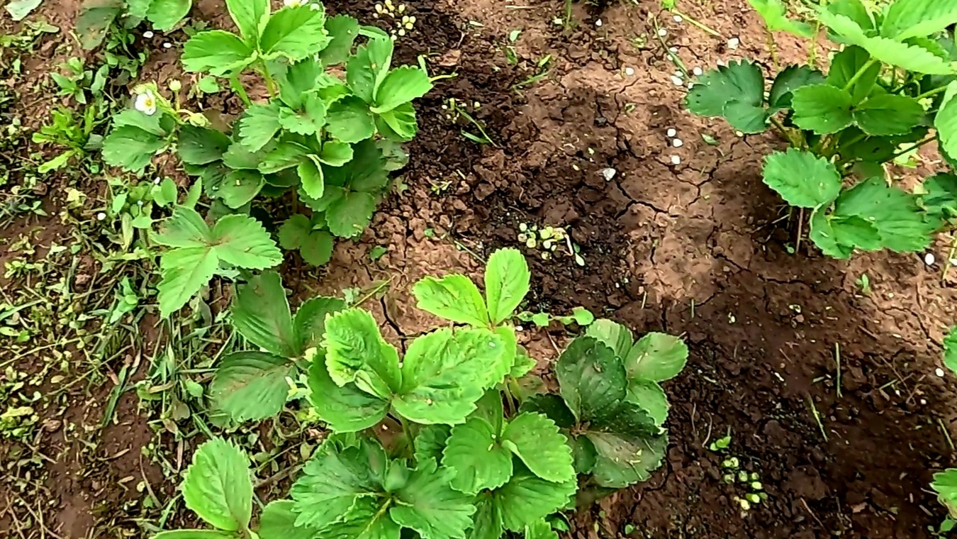 Этот способ спасёт вашу клубнику от долгоносика!!! смотреть онлайн