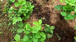 Этот способ спасёт вашу клубнику от долгоносика!!!