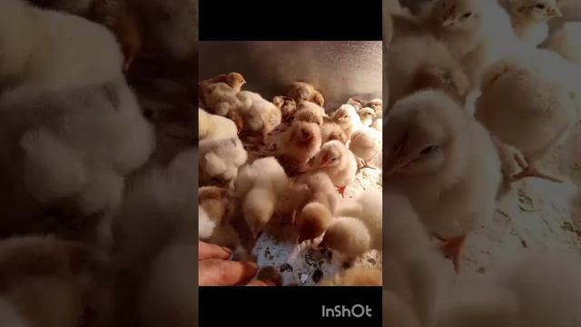 Тамбов видео отчёт.