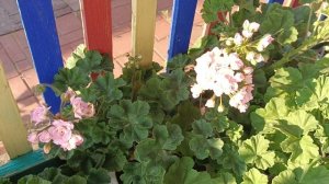 Какие сорта не любят жару. часть 2.