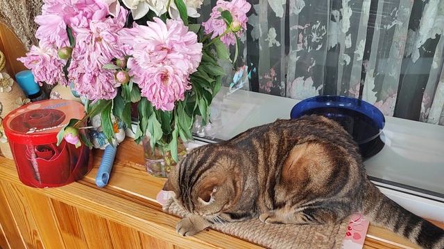 Кто жуёт цветы🌸🌺🌻🌹🌷🌼💐? 😸 смотреть онлайн