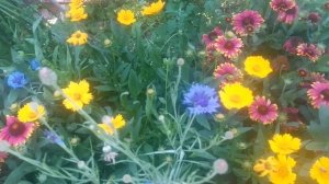 Гайлардия
Растение
Род растений семейства Астровые из Северной и Южной Америки.