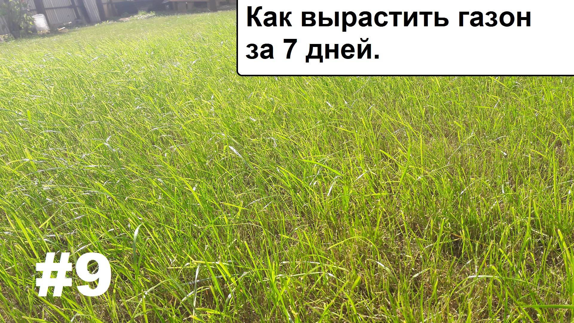 Как вырастить газон за 7 дней. смотреть онлайн