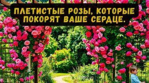Плетистые розы, которые покорят ваше сердце.😍