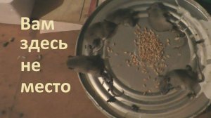 Мыши пчелам не друзья