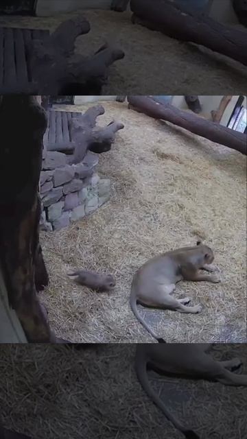 Хищник растет