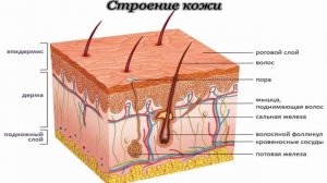 ВИТАМИНЫ ДЛЯ КОЖИ, ЛИЦА И ВОЛОС. КАКИХ ВИТАМИНОВ не хва