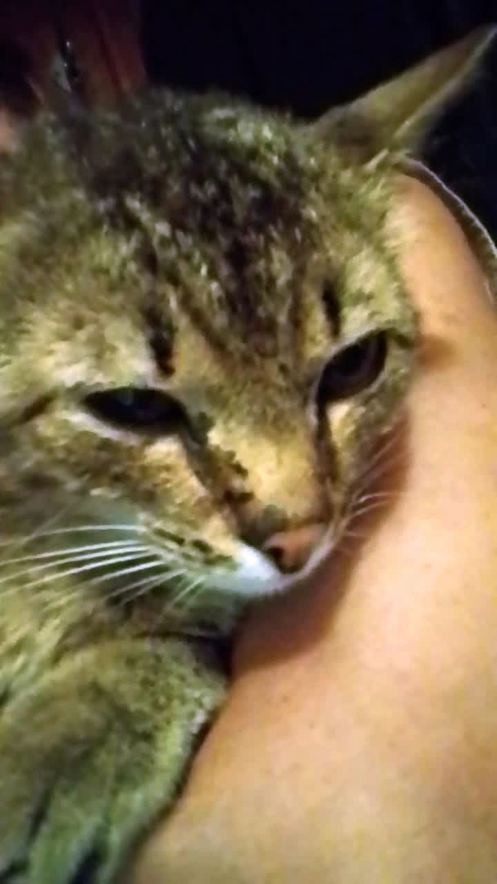 Вернулся блудный Максик! Грязный, подранный, болят глазки! Но, непобеждённый!😁😻 смотреть онлайн