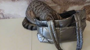Из жизни кота Тишки. Любимый питомец моей внучки