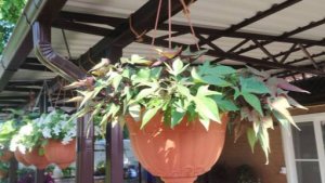 ОБЯЗАТЕЛЬНО посадите ЭТО ампельное растение для сада. Как вырастить шикарное кашпо с ипомеей батат.