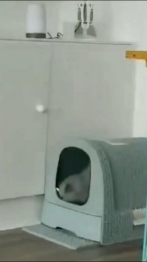 Смешные коты #59-5