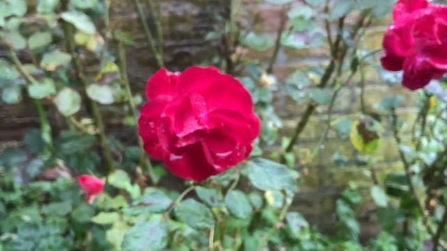 Relaxing Rain In Belgium. Шум дождя в саду, белый шум идеально под?