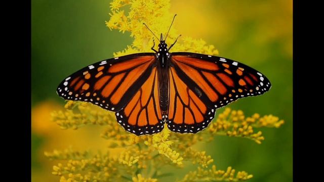 СУЩЕСТВА В РЕАЛЬНОСТИ из Pocket Ants смотреть онлайн