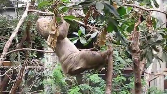 Slow-moving Sloth