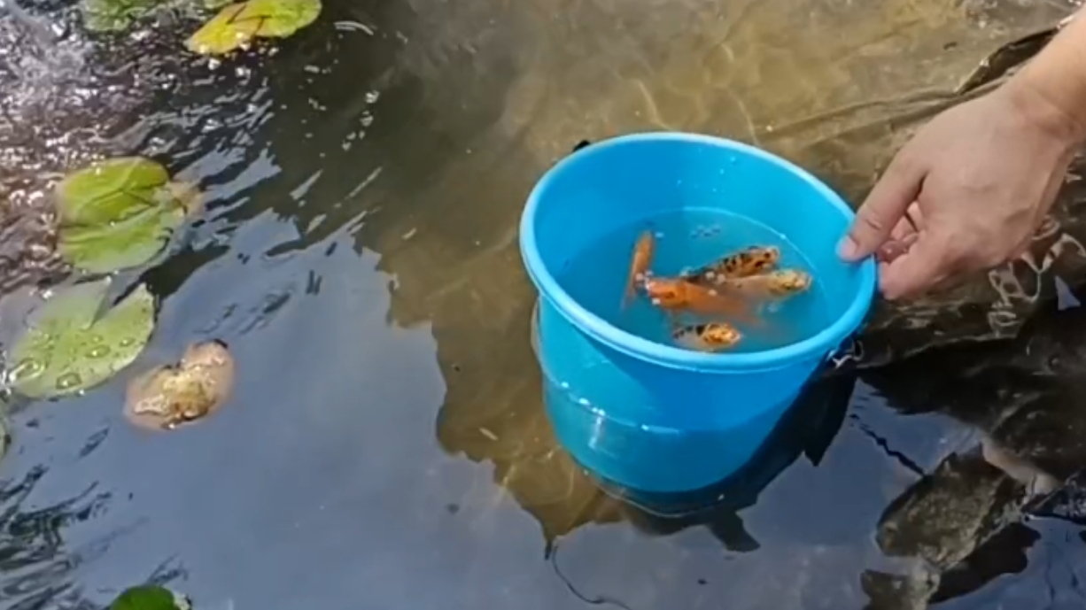 Карпики🐠...Новые жители в нашем водоёме 🐠😀 смотреть онлайн