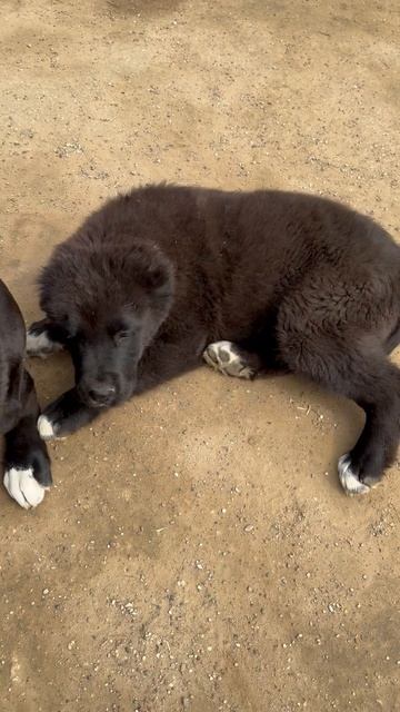 СУРДАН КАРАШ УМНИК (🐾СВОБОДЕН🐾)