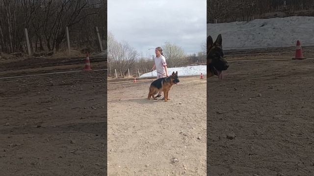 ЩЕНКИ КОБЕЛИ / КЧК МУРМАНСК 25 мая`25 М.Коваленко Моно немецких овчарок