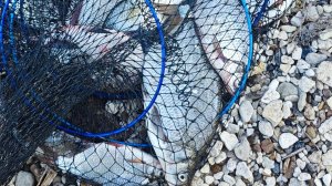 Ночная рыбалка на Каме на Леща. Лето 2025