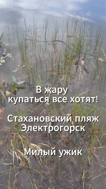 В жару купаться все хотят!
✌😉Стахановский пляж, Электрогорск✌😉
🙃Милый ужик🙂 смотреть онлайн