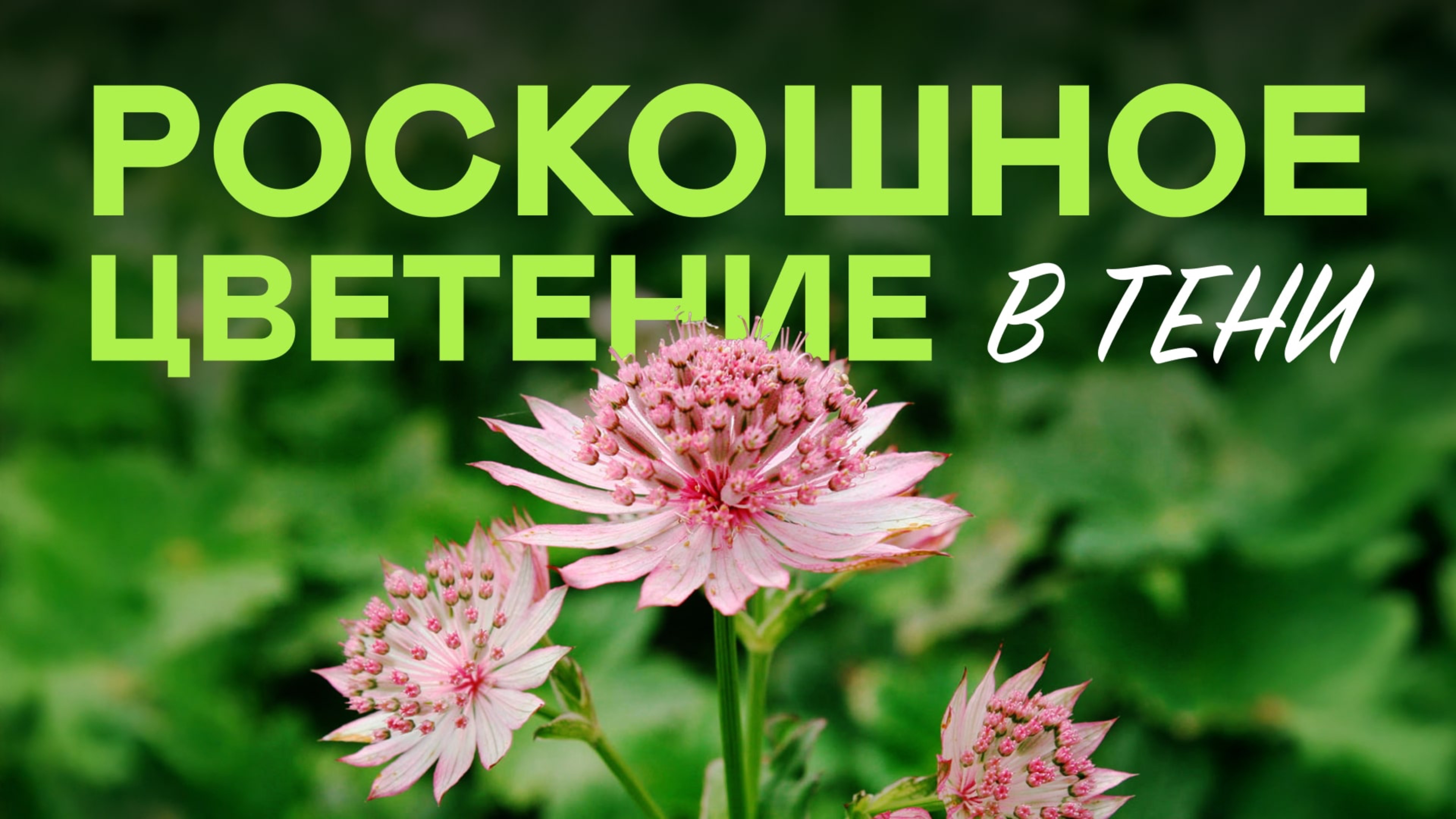 Топ 23 тенелюбивых многолетников для самых тёмных уголков смотреть онлайн