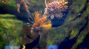 Океанариум Сочи. часть 2 Морская