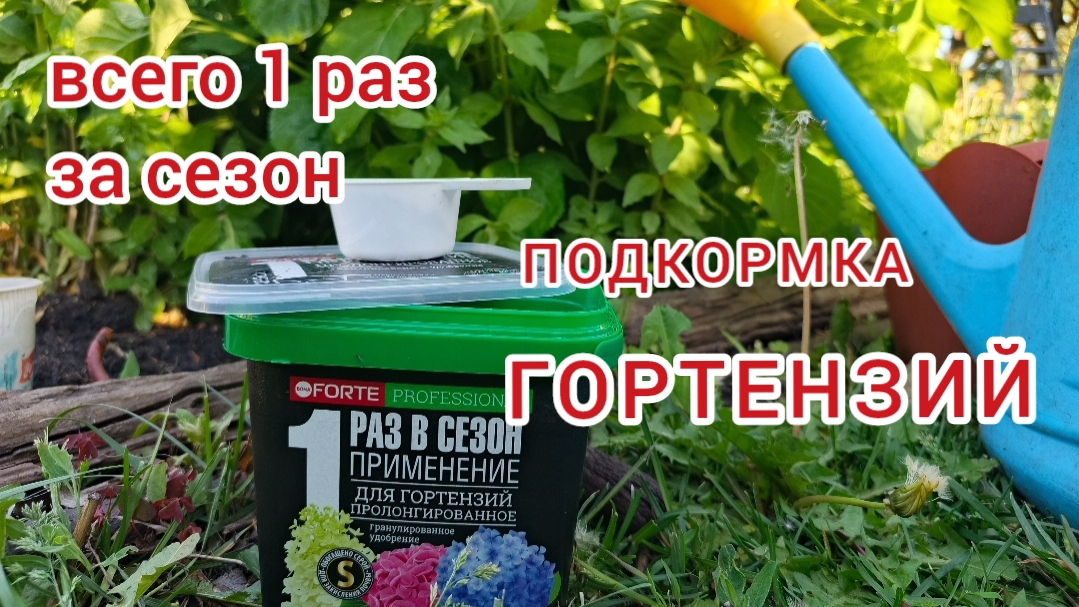 Гортензия.Подкормка с серой смотреть онлайн