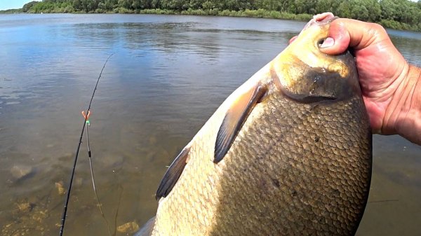 Эта снасть на ЛЕЩА не подводит! Клюёт один за другим! Рыбалка на фидер!