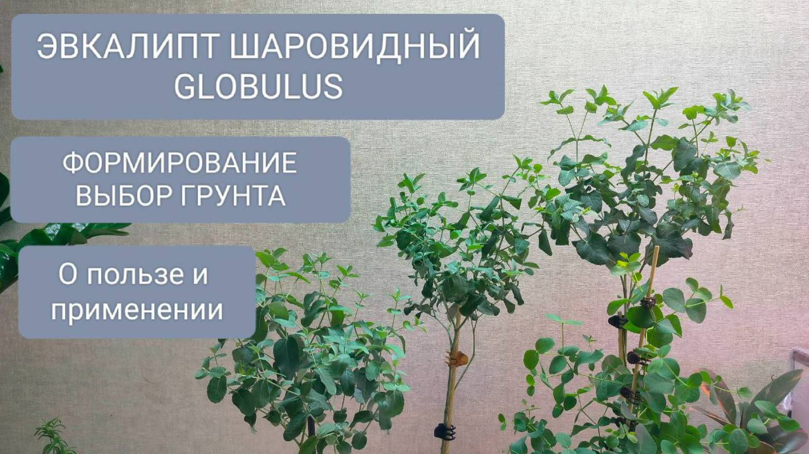 🟢🔵ФОРМИРОВАНИЕ эвкалипта ШАРОВИДНОГО. ВЫБОР ГРУНТА. смотреть онлайн