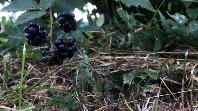 Успокаивающие соловьиные переговоры на фоне ежевики. смотреть онлайн