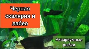 Удивительный подводный мир.Кто живет в аквариуме.
