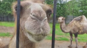 Зоопарк глазами обывателя.