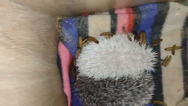 🥰🦔Ёжик Фрея родила. День 19. Freya hedgehog gave birth. #ezhikafro #hedgeho смотреть онлайн