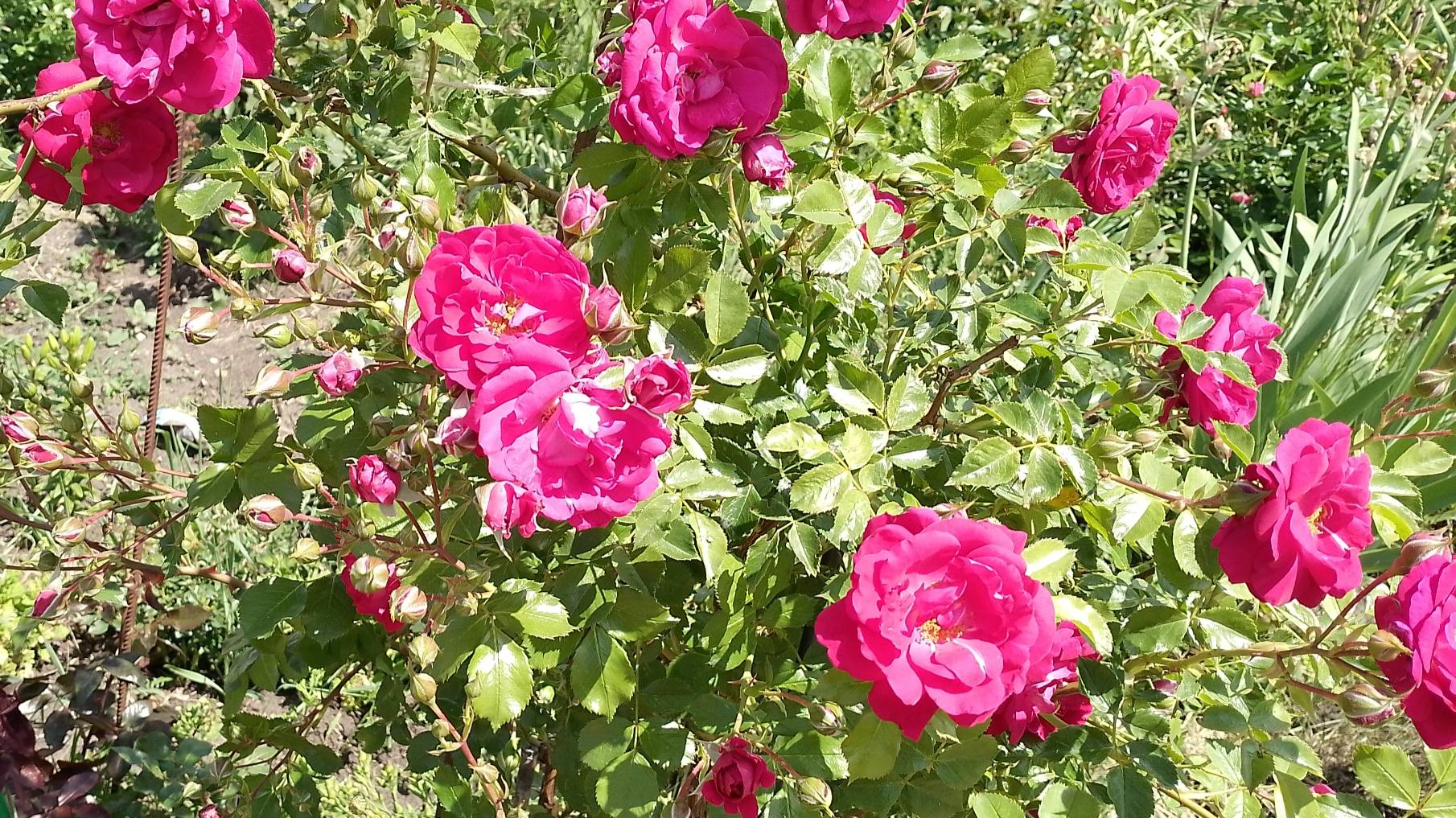 Розы зацветают. Ура! смотреть онлайн