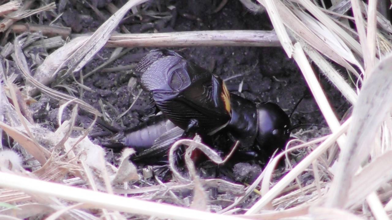 Полевой сверчок. Стрекотание сверчка ( Gryllus campestris ) смотреть онлайн