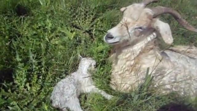 Мама, есть мама. Коза и новорожденный. 2