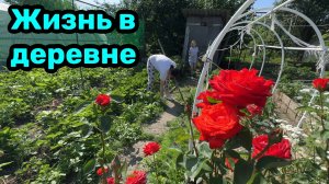 Уехали из города в деревню / Работа на участке / Собираем огурцы в теплице / Кот Кузя ест огурцы.