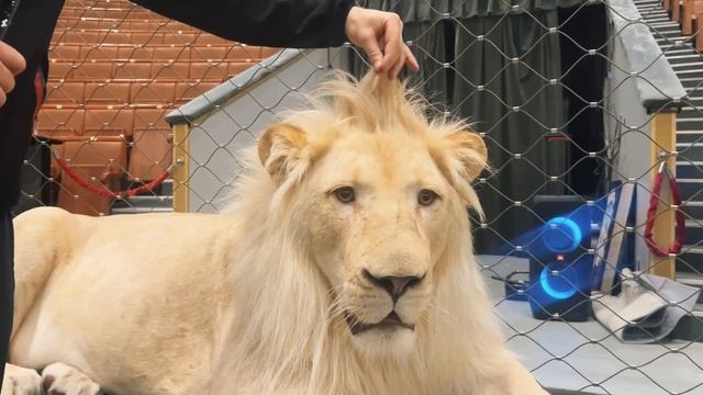 «Никто не смеётся над львом» (ТигроМания / Tigromania)