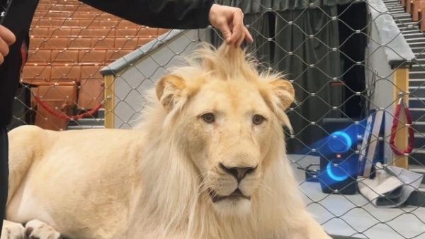 «Никто не смеётся над львом» (ТигроМания / Tigromania)