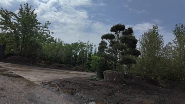 Садовый центр Imperial Garden обзор растений и цен.