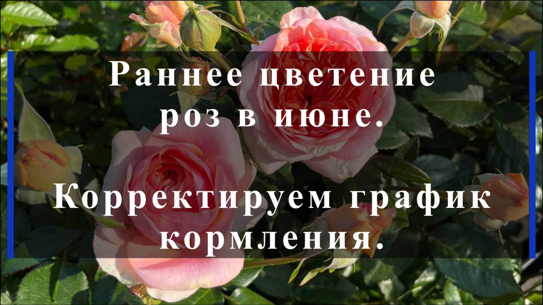 Раннее цветение роз в июне.Корректируем график кормления. смотреть онлайн