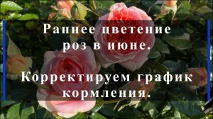 Раннее цветение роз в июне.Корректируем график кормления.