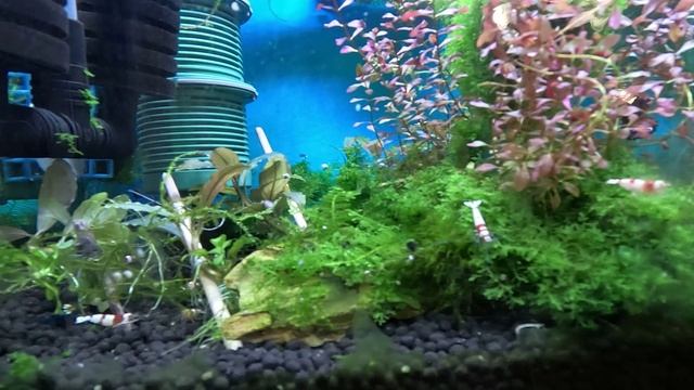 Креветки кристаллы ищут корм! Содержание в аквариуме креветок смотреть онлайн